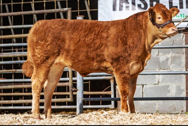 Action-packed weekend ahead for North Eastern Limousin Club