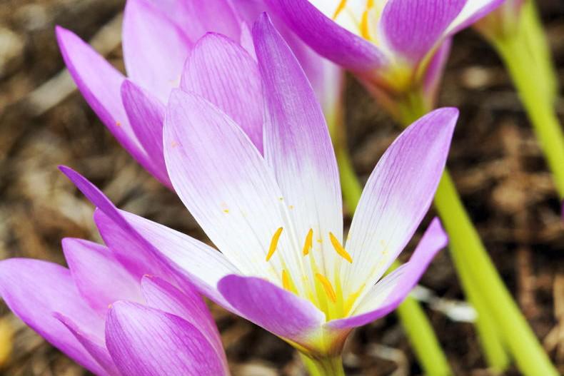 Gardening with Paul: 'Naked Ladies' in the garden
 