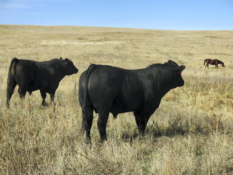 Dempsey at Large: time for a serious rethink on global agricultural policy