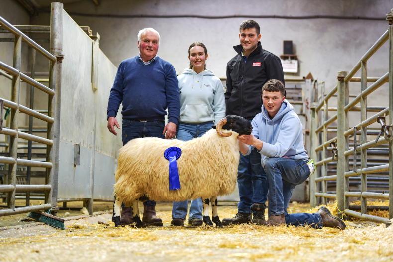 Thomas family take premium prices in Donegal