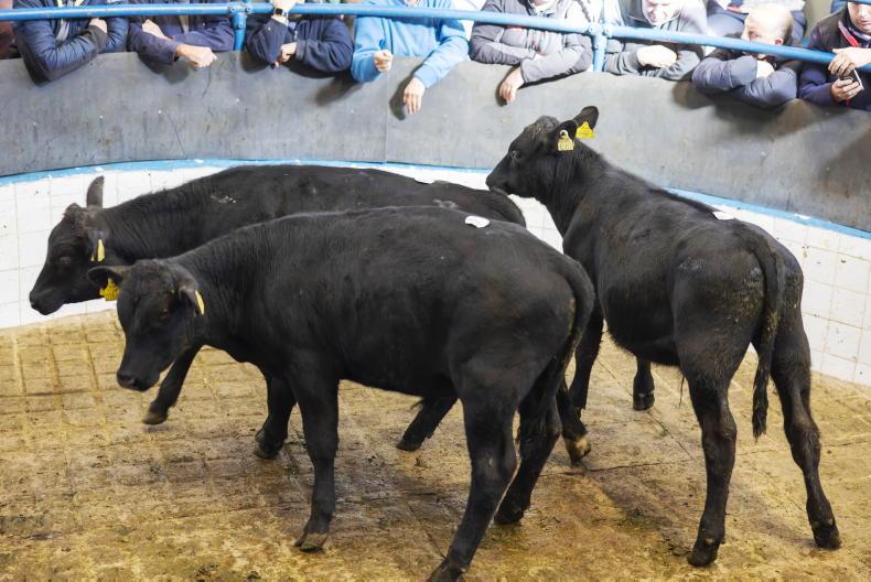 Camera at the Mart: farmer demand drives Dungarvan sale