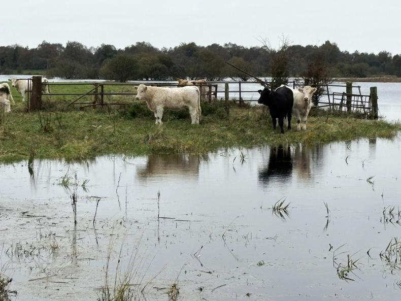 'Serious situation' evolving on flooded Shannon Callows in Offaly - Mullooly 