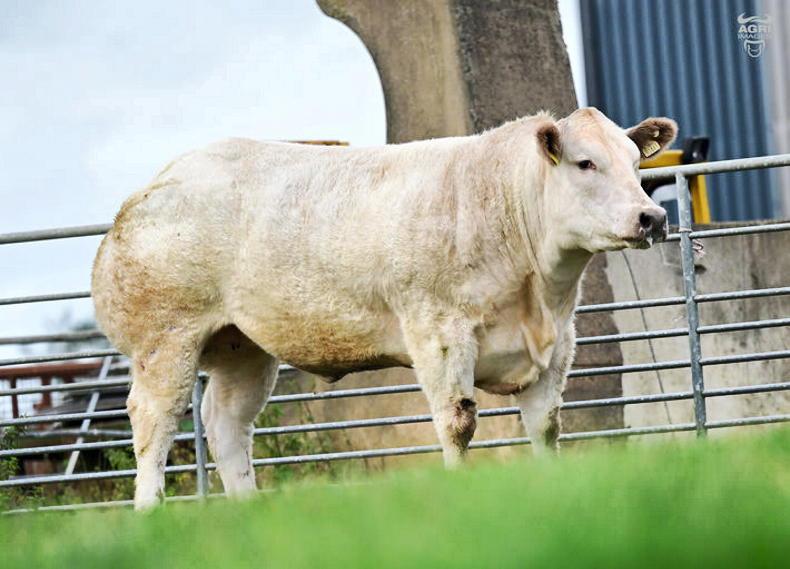 Jalex Select in-calf heifers hit £17,500