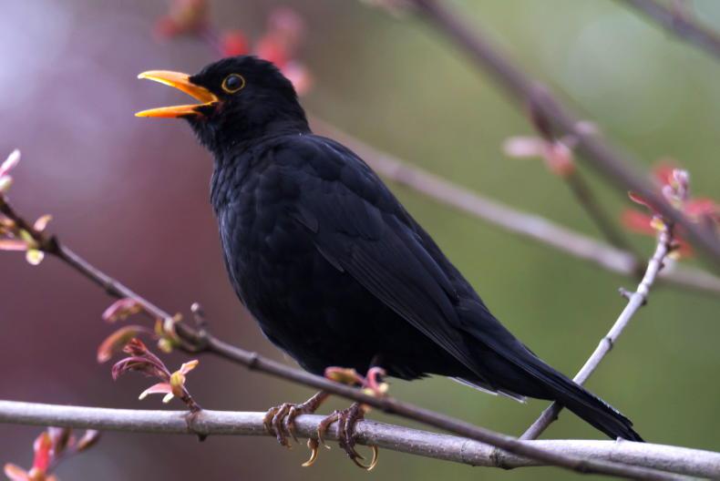 Give biodiversity a break - cull the cats