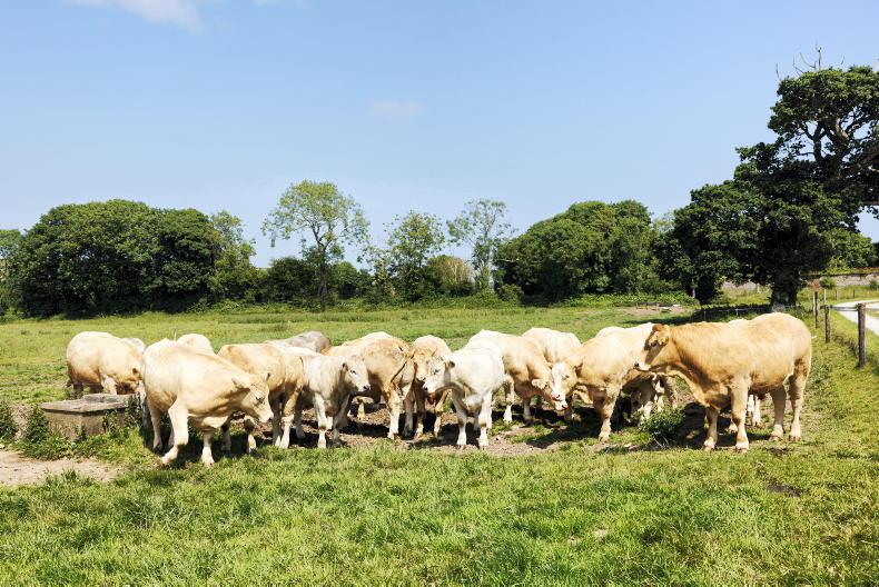 Recovery in finished cattle sales to Northern Ireland                           