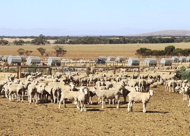 Rapid flock rebuilding forecast in Australia