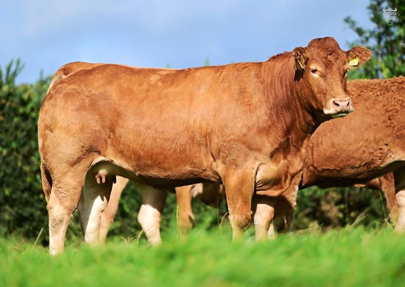 Strong Irish trade at Ballyline Limousin auction