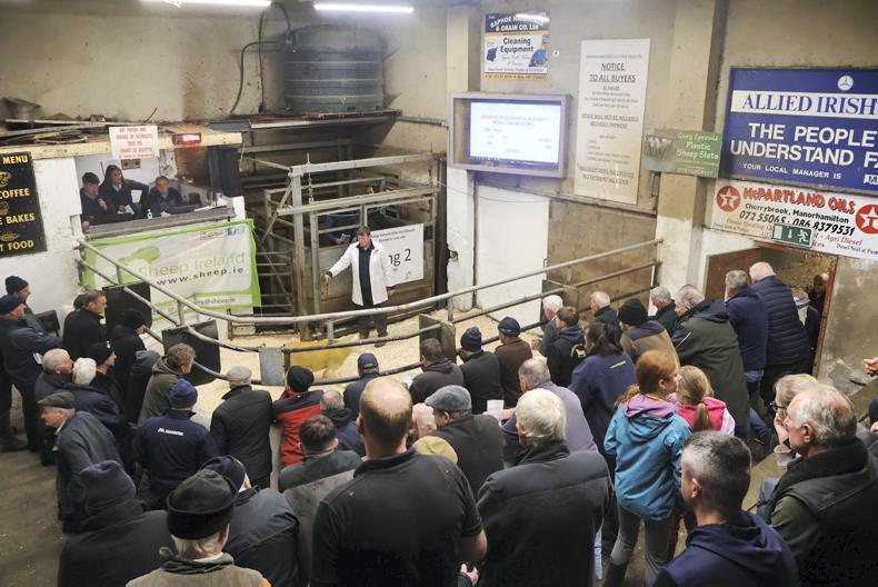 Cheviots dominate demand at SIS Hill Ram Sale
