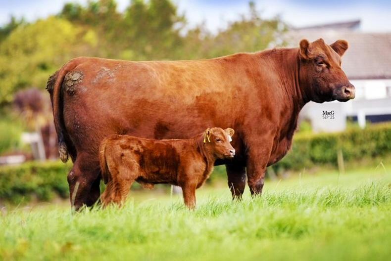 Overseas buyers scramble to secure red Angus at Lisduff