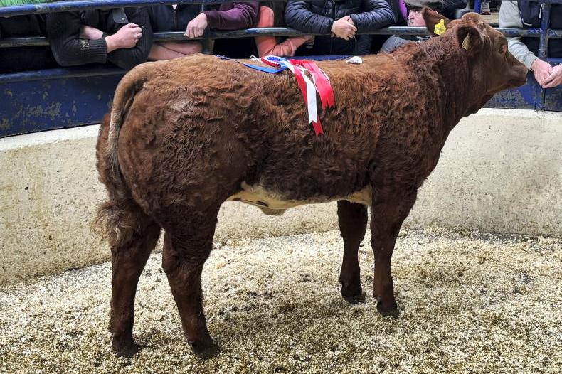 Camera at the Mart: heifer weanlings average over €6/kg in Carrigallen
