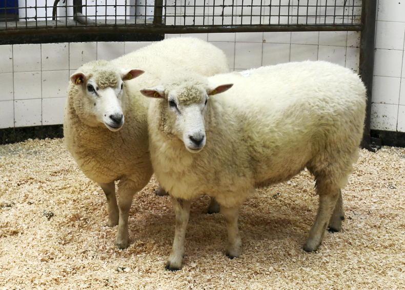 Supplementary sale of Galway sheep in Ballinasloe 