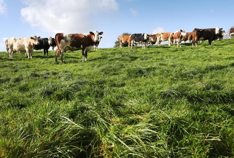 Cows are starting to run out of clean grazing
