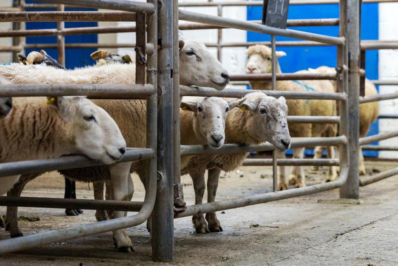 Maedi Visna controls ‘still under review’ says Muir