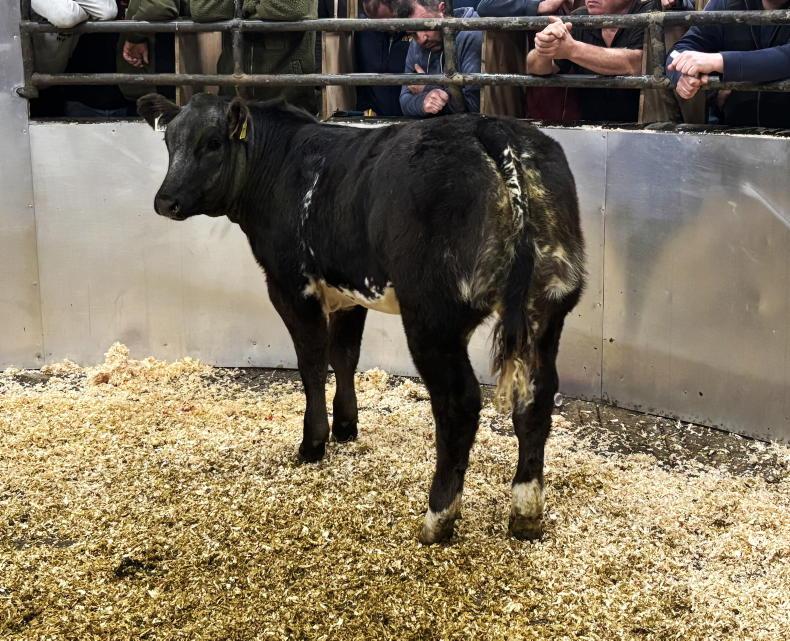 Camera at the Mart: quality and price up at Ballina elite sale