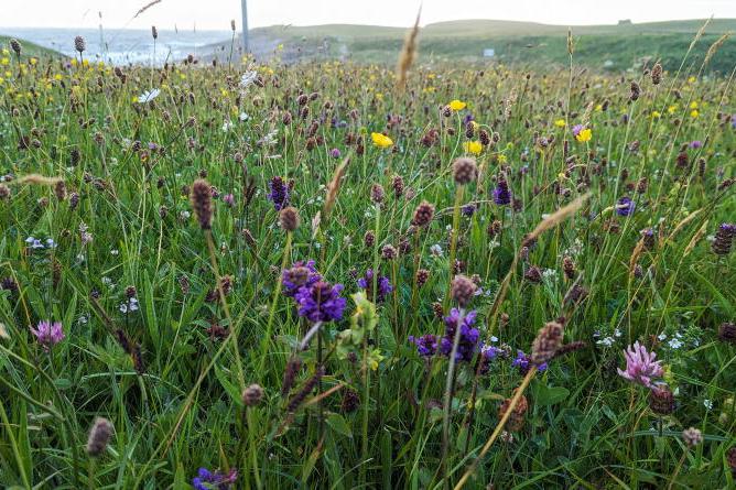 Long-term agri-environmental scheme needed alongside ACRES - CCAC