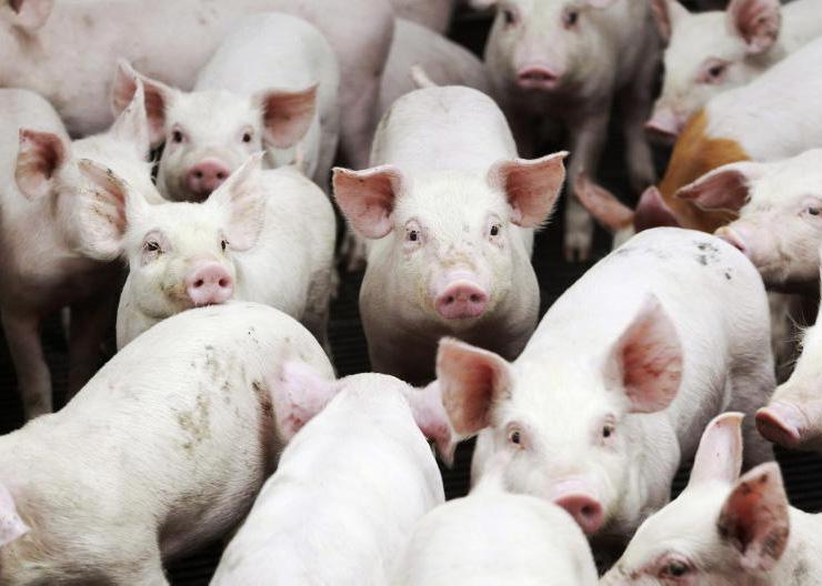 Pig farms being 'squeezed out' by pig price cuts
