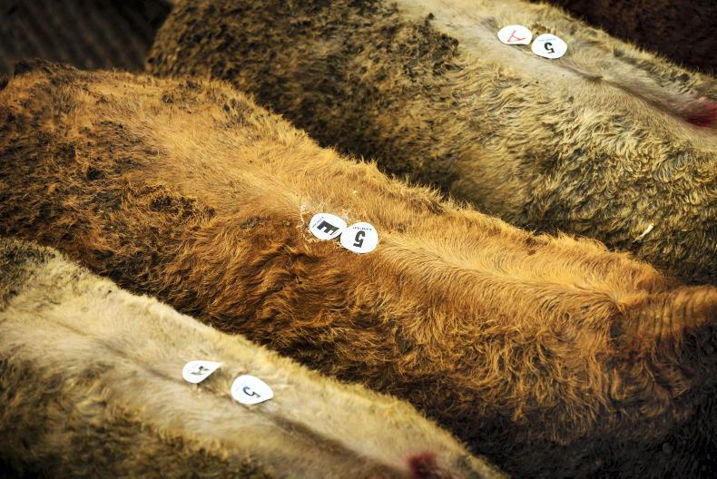 Mart analysis: cattle sales up 53,226 head to end of September