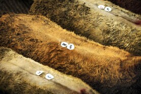 Mart analysis: cattle sales up 53,226 head to end of September