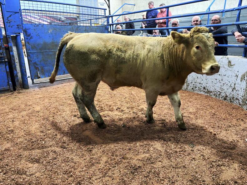 Martbids Database: normal service resumes in marts