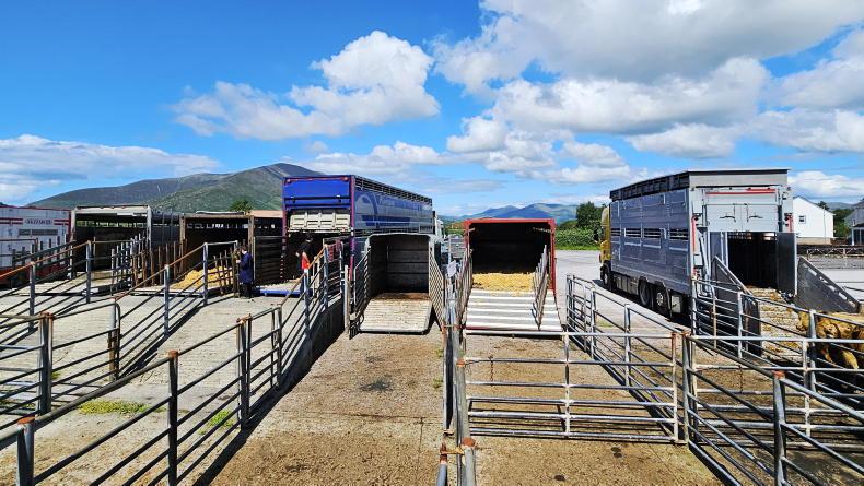 Weanling exports slightly down on 2024 levels