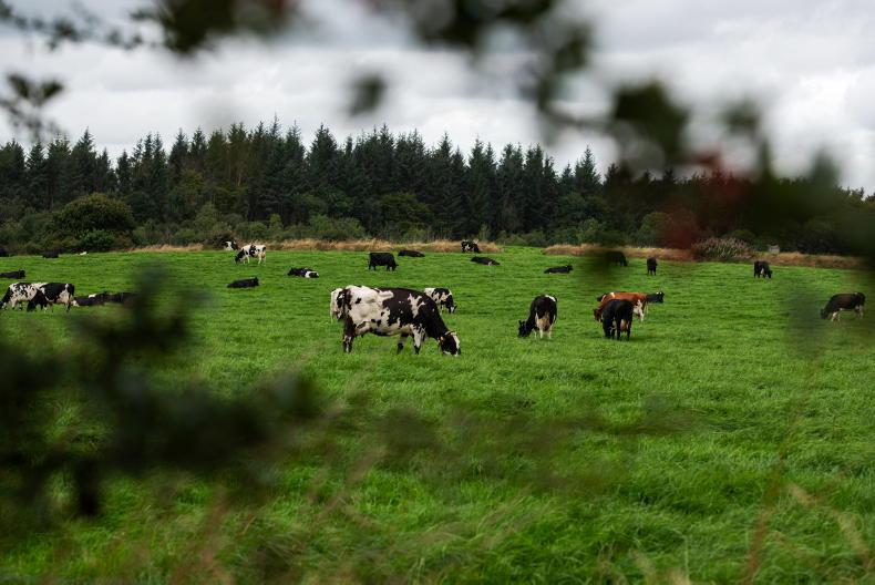 Dairy Management: getting lime spread in good weather