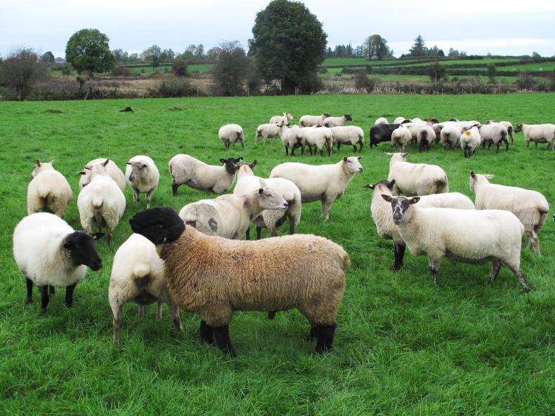 Sheep Management: ram breeding, flock linkage and training lambs to eat meal