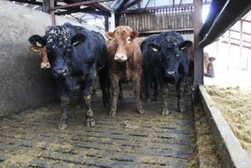 Editorial: have beef factories killed the golden goose?
