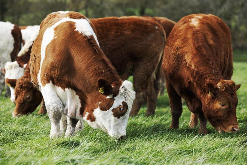 Grass + Beef: dry spell combines with good growth
