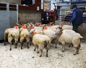 Sheep mart prices: demand for fleshed lambs increases