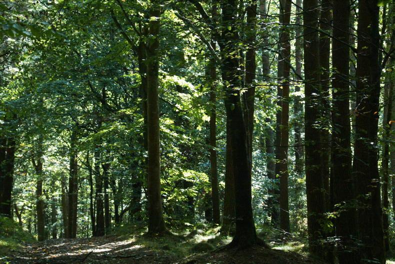 Investigation into alleged illegal felling of 30ac of trees and hedgerows