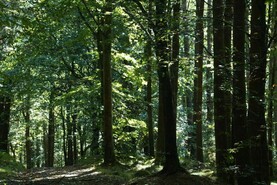 Investigation into alleged illegal felling of 30ac of trees and hedgerows