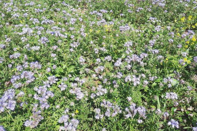 Delay sowing where blackgrass is an issue