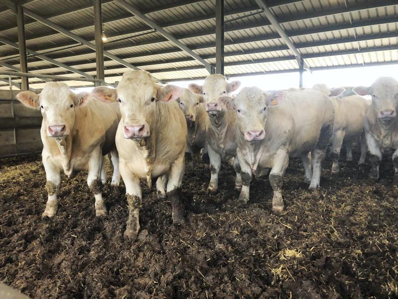 France introduces temporary ban on live exports of cattle