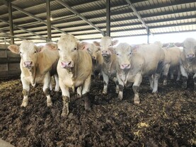 France introduces temporary ban on live exports of cattle