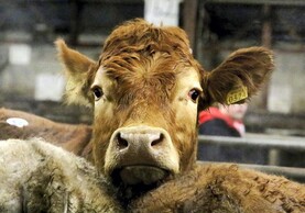 Watch: cow-and-calf unit sells for €18,000 in Tuam
