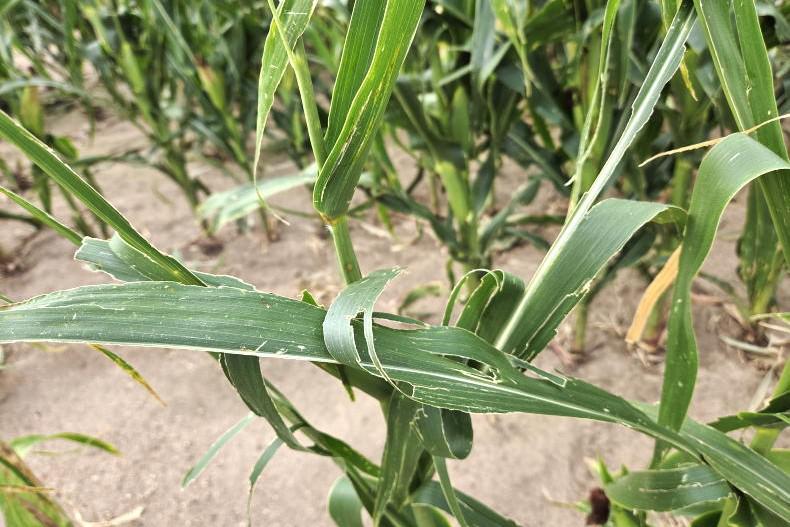 US crop insurance provides a safety net