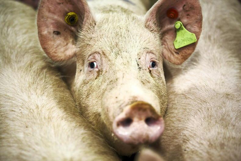 New Rosderra pig grading system sees fat pigs penalised