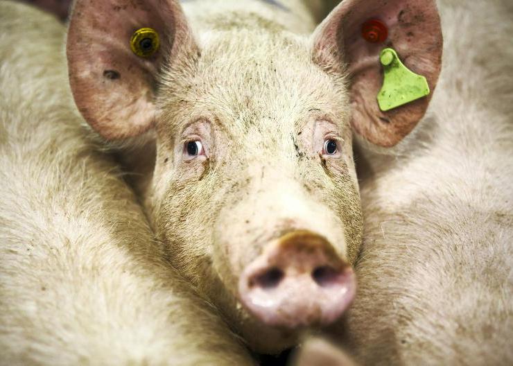 Farmer anger over Rosderra pig pricing