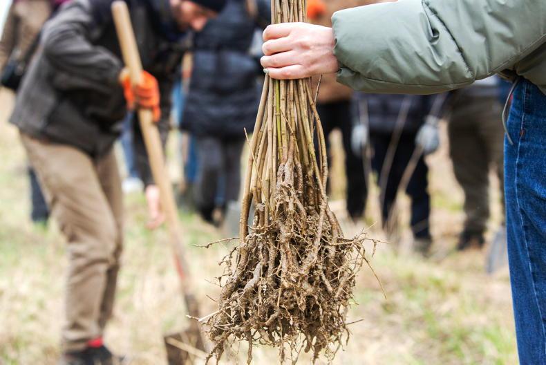 Gardening with Kitty: going back to your (bare) roots