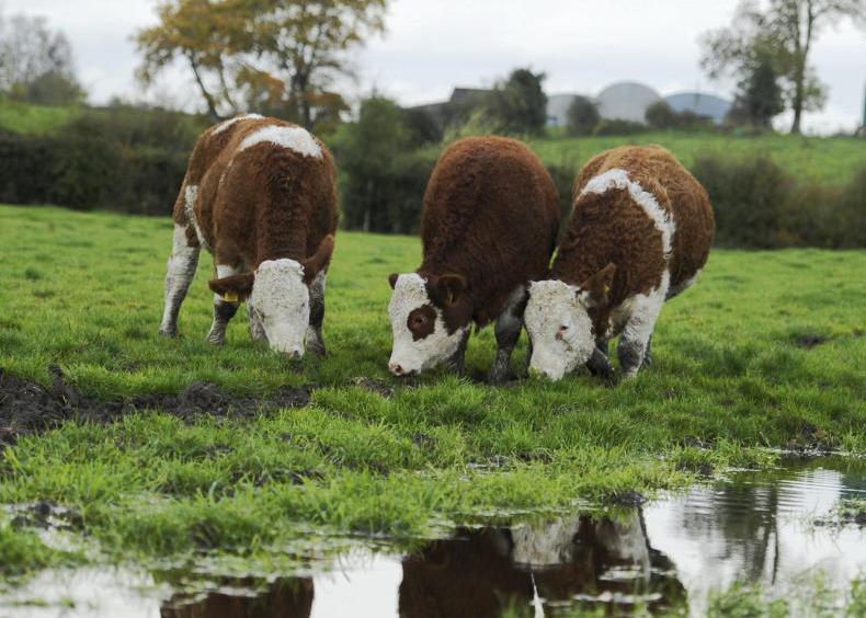 Careful consideration around fluke dosing this autumn