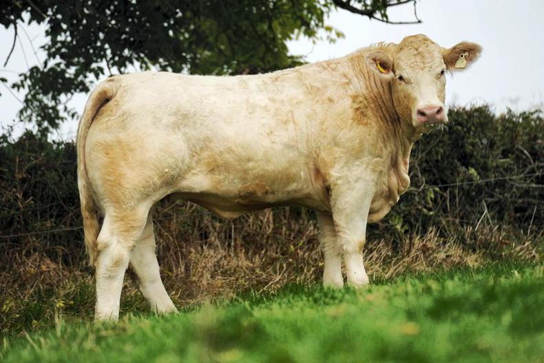 Major weekend of pedigree cattle sales ahead