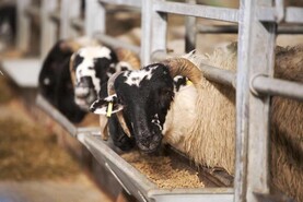 Intensively finishing lambs – what to consider?