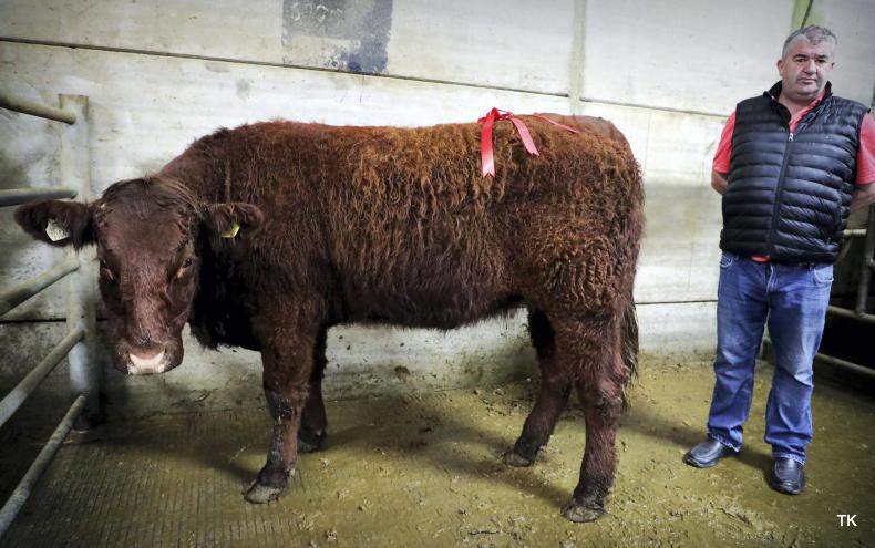 Scorching hot trade for Salers heifers in Gort