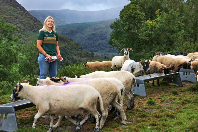 Young Stock Podcast: farming 600 hill sheep and working in Macroom Mart