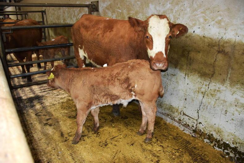 In Pictures: roaring trade for sucklers at Markethill