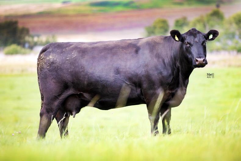 World-famous cow lines in demand at HW Netherton Angus sale