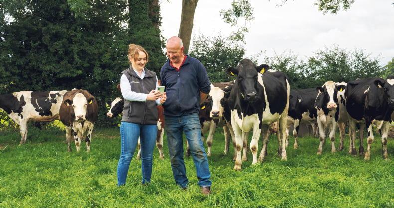 Get your cows ready to thrive this dry-off season