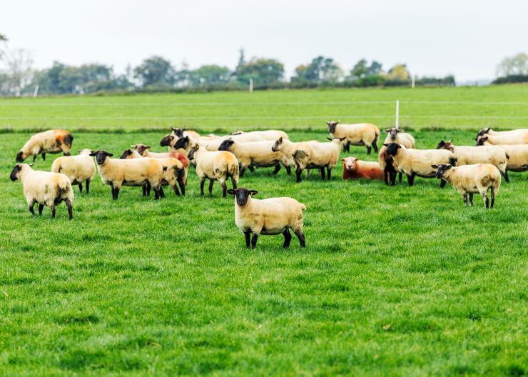Focus on breeding to drive output in Carlow
