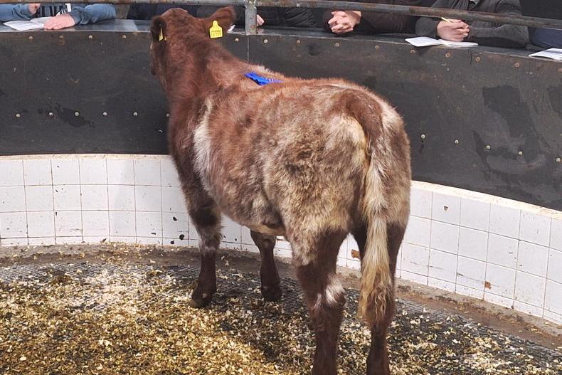 Camera at the Mart: electric trade for Shorthorn heifers in Elphin
