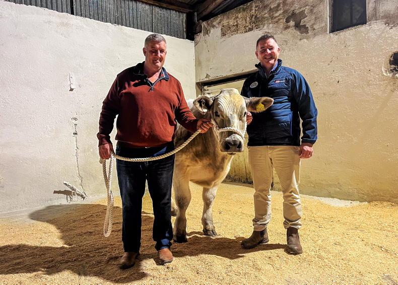 Bullock to be auctioned in aid of young Cork farm incident survivor